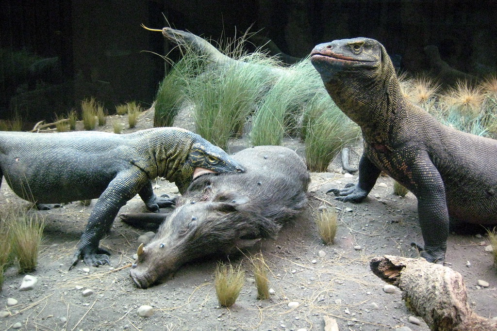 Image result for komodo dragon preserve