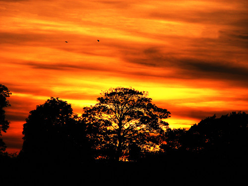 trees sunset red sun black birds silhouette yellow dark landscape horizon flight atmosphere late colourful