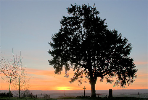 sunrise colours couleurs daybreak leverdujour leverdusoleil belgiquebelgium treesubject