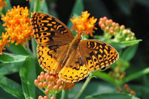 orange usa butterfly insect virginia may va greatspangledfritillary speyeriacybele speyeria princewilliamcounty taxonomy:binomial=speyeriacybele taxonomy:common=greatspangledfritillary