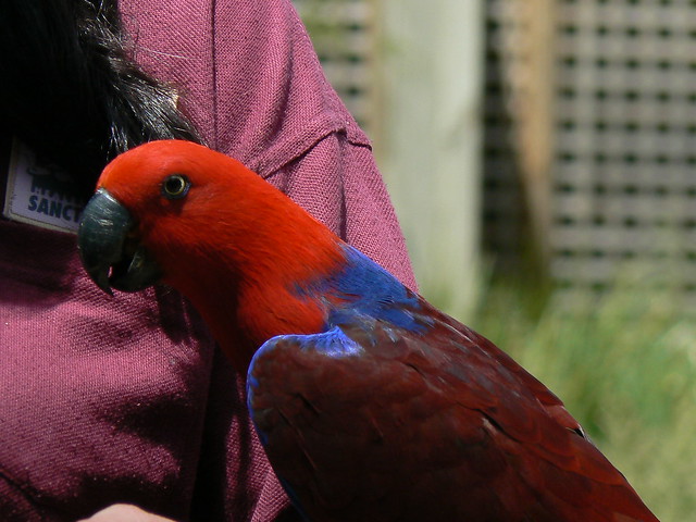 Flickriver: Searching for photos matching 'a pair of Eclectus parrots'