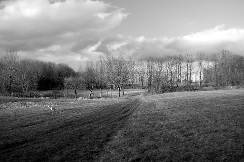 trees blackandwhite dog field landscape scene lateafternoon