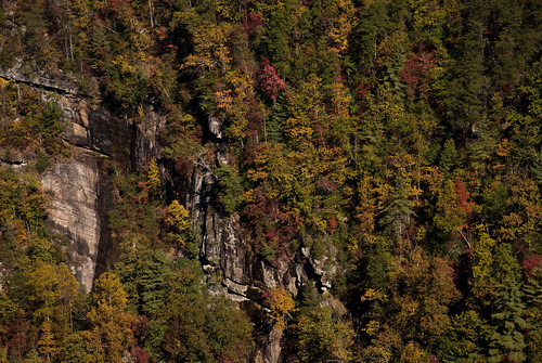 autumn tree fall nature tallulah georgia gorge tallulahga