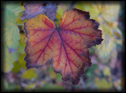 autumn automne lumix leaf dof bokeh panasonic foglia autunno fz50 colorphotoaward impressedbeauty cinziat