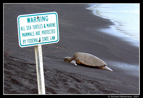 ocean travel sea black green beach nature animal animals canon island hawaii big sand turtle powershot richard species endangered s410 punaluu bellemare
