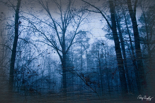 blue trees winter mist texture nature colors leaves fog photoshop dark mom geotagged oak woods backyard experimental explore unreal