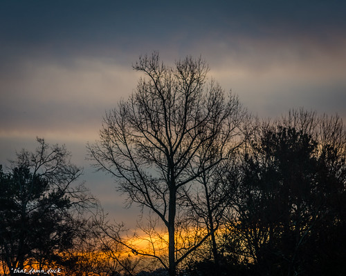 nature dusk sunset sundown tree sky cloudline
