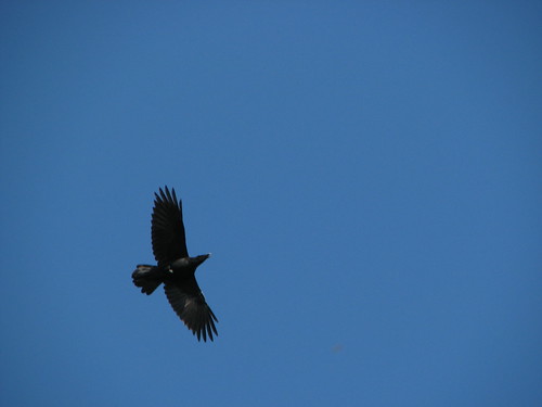 statepark bird wildlife morgan raven frozenhead wartburg corvuscorax frozenheadstatepark