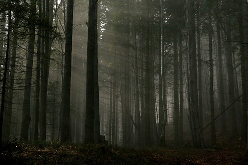 mist fog forest geotagged woods babiamnt babjuszka dzwjedziak ysplix geo:lon=19517555 geo:lat=49588291