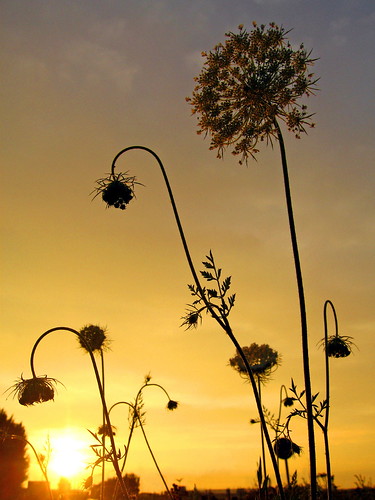 sunset weeds