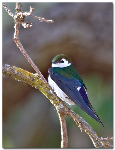 california green bird violet swallow violetgreenswallow tachycinetathalassina almadenquicksilverpark