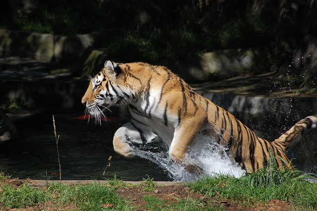 Jumping Siberian Tiger, Tatiana