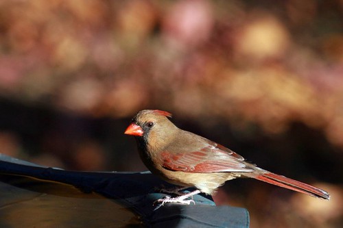 birds cardinal feathers naturesfinest blueribbonwinner vob mywinners avianexcellence wwildlife