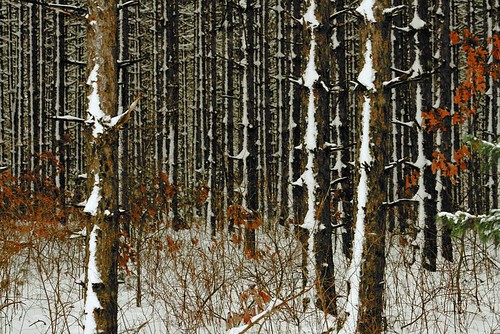winter snow wisconsin rural landscape wilderness palmyra pinetrees pineforest jeffersoncounty newagecrapphotography