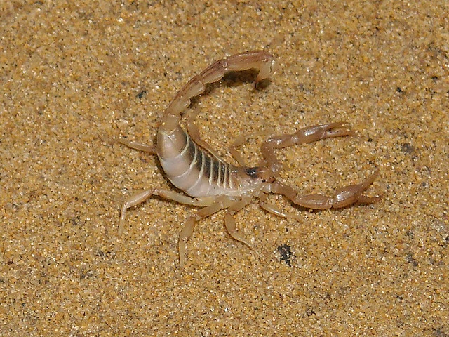 Northern scorpion (Paruroctonus boreus) | Flickr - Photo Sharing!
