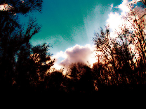 trees sunset music sun nature clouds lyrics florida song sarahmclachlan ichetuckneesprings worldonfire lifessountrack
