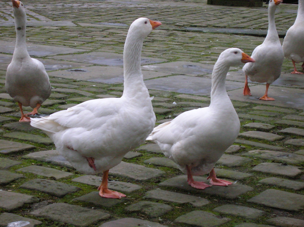 Geese, Hebden