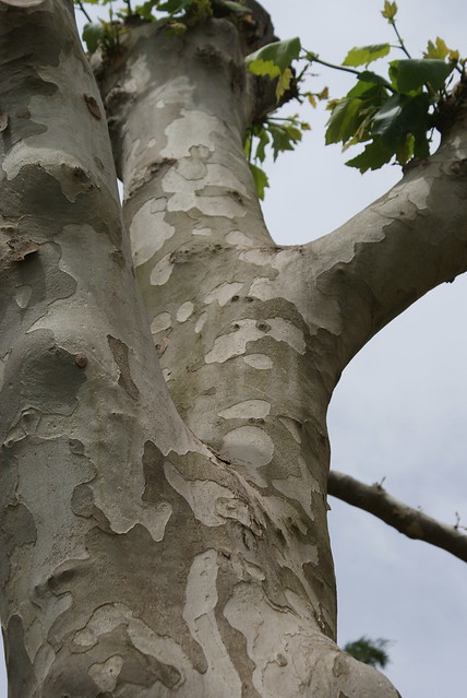 tree with interesting bark | Flickr - Photo Sharing!