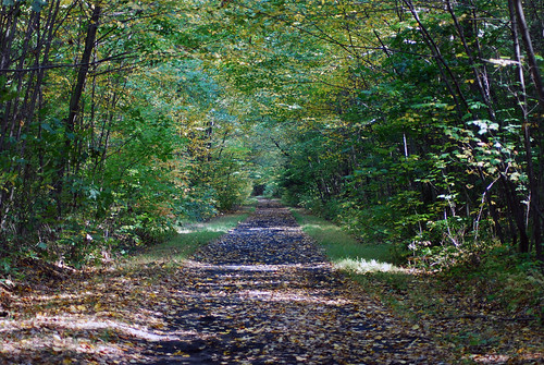 autumn tree fall leaves hiking trail railtrail millersburgpa nedsmithcenter