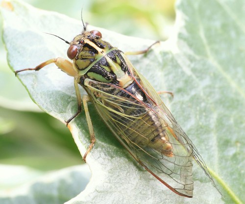 cicada III