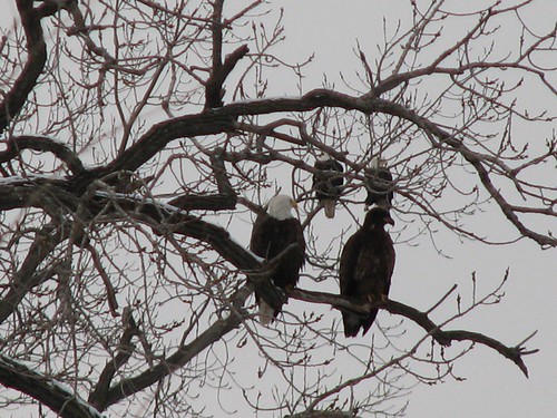winter snow river eagle eagles baldeagles