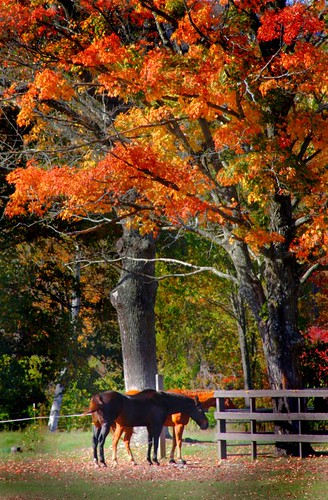 autumn horses fall massachusetts corral