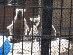 Sunning lemurs 