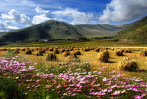 china sky mountains flower harvest tibet hills 2007 0709 nyingchi aplusphoto goldstaraward