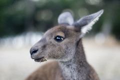 Kangaroo Close Up 1
