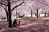 桜の楽しみ方