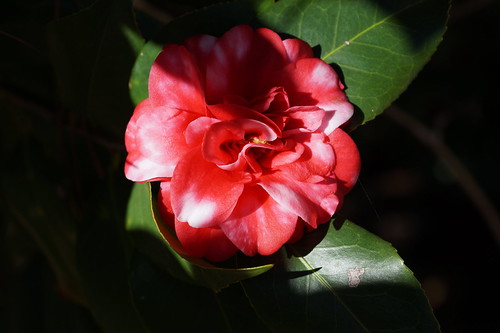 evergreen camellia camelliajaponica red flower sonyphotographing sonya58 sony camelliajaponicamisscharlestonvariegated macro plant