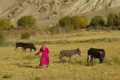 animals cows donkey tajikistan centralasia dpn pamirs badakhshan wakhanvalley