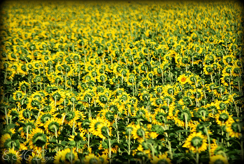flores color verde primavera sevilla flor amarillo campo mayo cosecha jaen girasol siembra girasoles 2011 alcalálareal elpalmardetroya