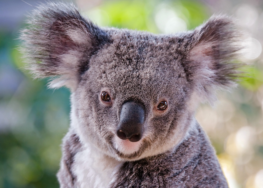 Звук коалы. Коала символ Австралии. Коала в Африке. Коала портрет. Коала мордочка.
