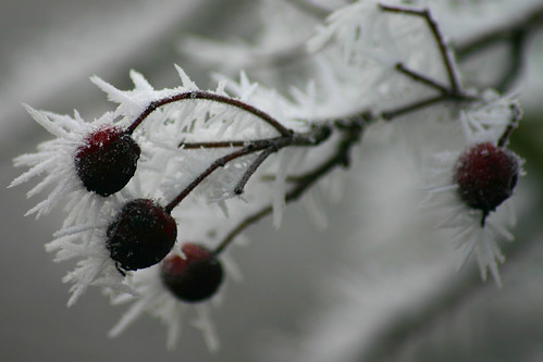 winter reif frost fruit red white grey klauspeter canon digitalrebel 300d december 2007