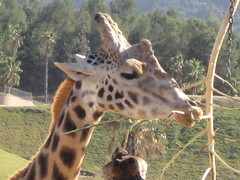 Giraffe deepthroating a stick 