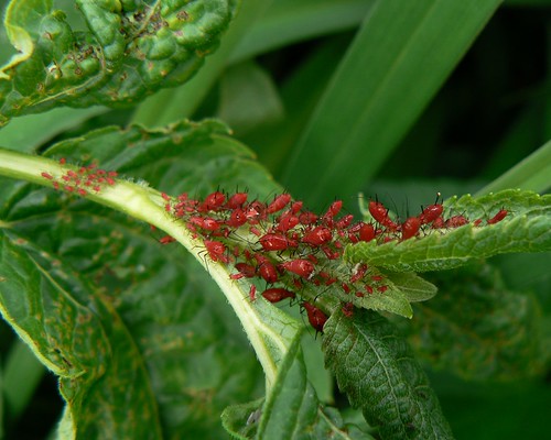 Tiny Green Bugs on Your Plants: Must Be Aphids - Urban ...