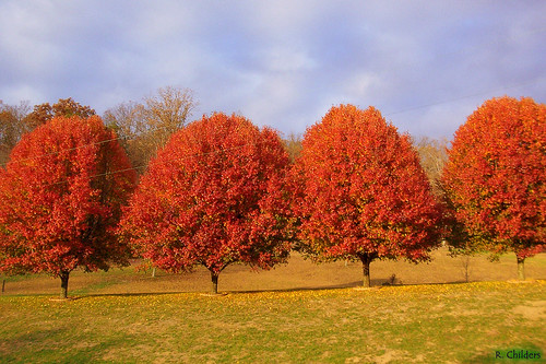 autumn sky usa tree fall nature landscape geotagged scenery foliage wv pear ona bradfordpear rcvernors