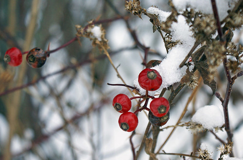 winter red snow cold grey novascotia berries arr geotag allrightsreserved atwoodsbrook nottobeusedwithoutmypermission copyrightjeanknowles