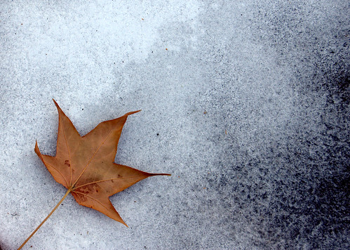 autumn winter ontario canada fall ice leaves leaf nikon seasons seasonal niagara icy greatwhitenorth d40