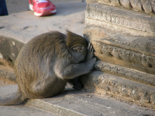 Tired Monkey