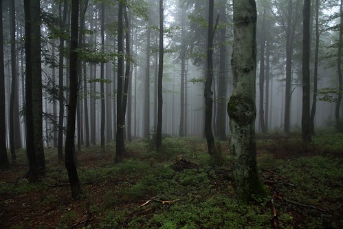 las fog forest geotagged mgła babiagóra babjuszka silesianbromba geo:lat=4962054 geo:lon=1947558
