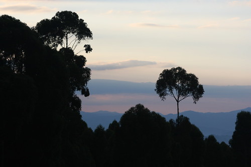 africa morning trees clouds sunrise dusk wolken jungle afrika bäume ruanda