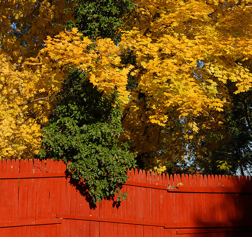 trees fall colors leaves nikon d200 1755 bridgeton