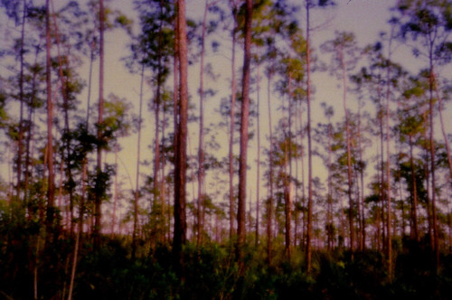 film 35mm florida pinhole everglades agfa keylargodiverflickrcom agfasillettehomemadepinhole notovideos
