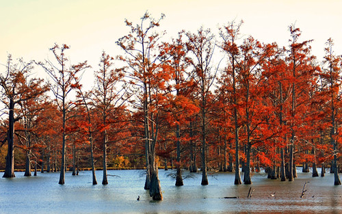 trees water landscape reds platinumphoto canoneos40d canon40d mailciler canonef28300mm13556lisusm