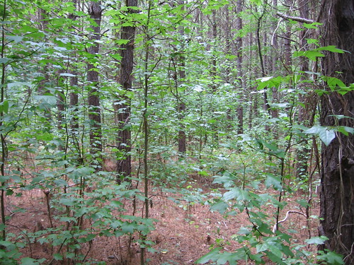 trees pine mississippi geotagged carbon 2008 loblolly geo:lat=3340466656 geo:lon=9002676074