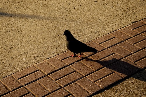 pigeon & shadow.jpg