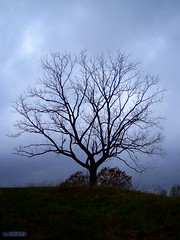 Thanksgiving day, early morning, lonely walnut