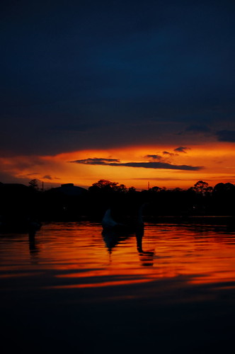sunset shadow reflection bird water night horizon goose